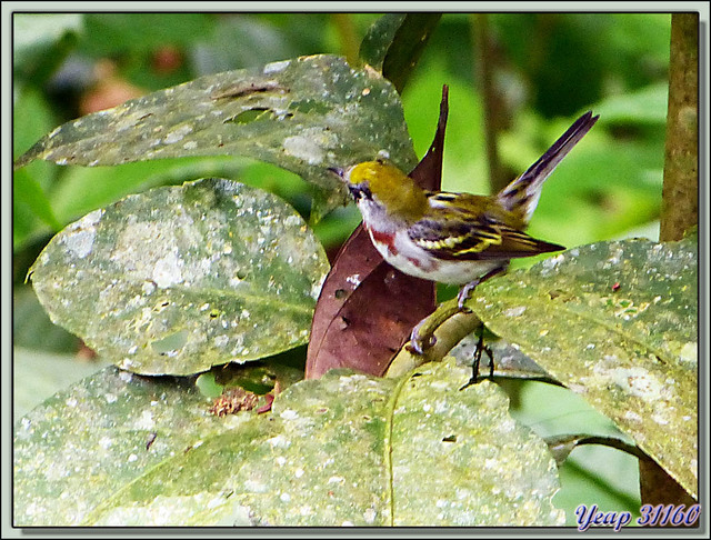 Blog de images-du-pays-des-ours : Images du Pays des Ours (et d'ailleurs ...), Paruline à flancs marron (Setophaga pensylvanica) - Puerto Viejo de Sarapiqui - Costa Rica