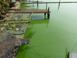 lac vert pollue