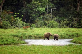 Le parc national de l'Ivindo - Gabon