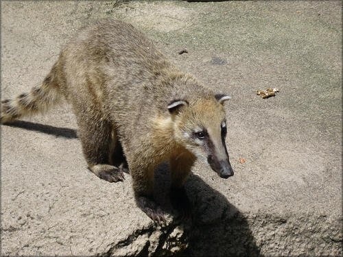 Photo de Coati roux (Zoo de la Palmyre)