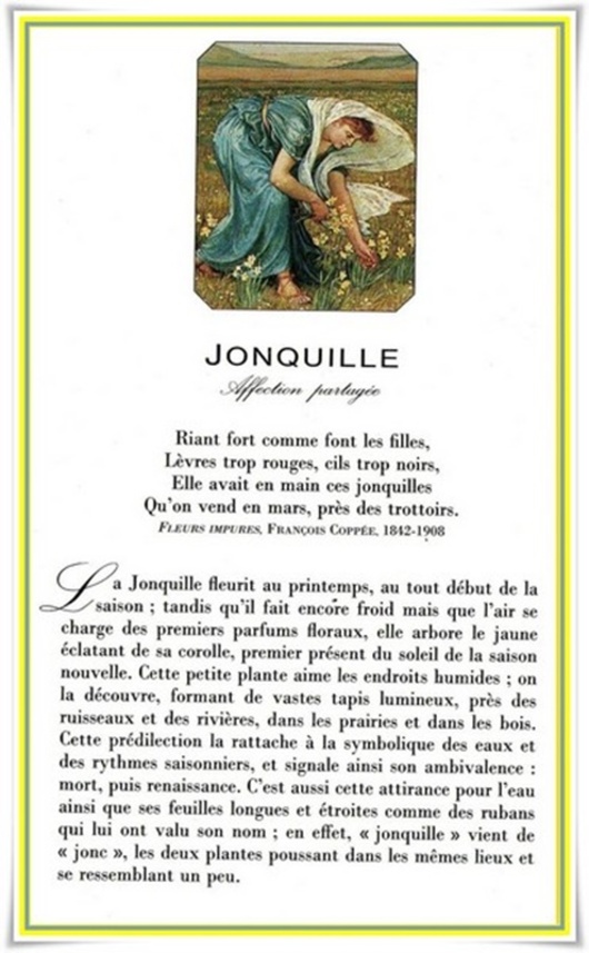 jonquilles