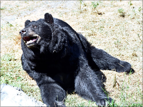 Photos d'Ours noir - Zoo du Bassin d'Arcachon