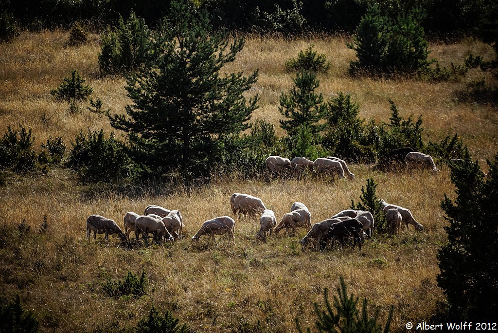 Les animaux de mes vacances 2012 (Part 2)