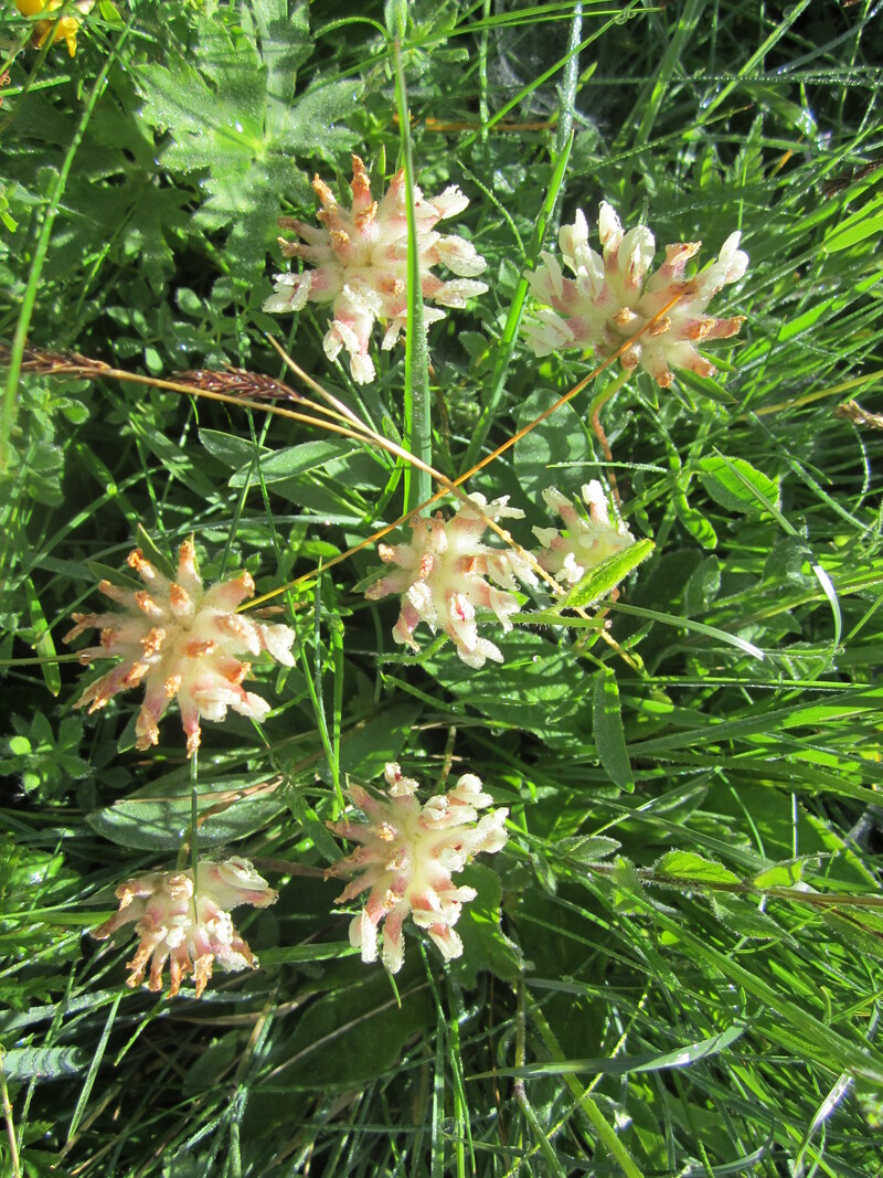 Les fleurs de montagne..