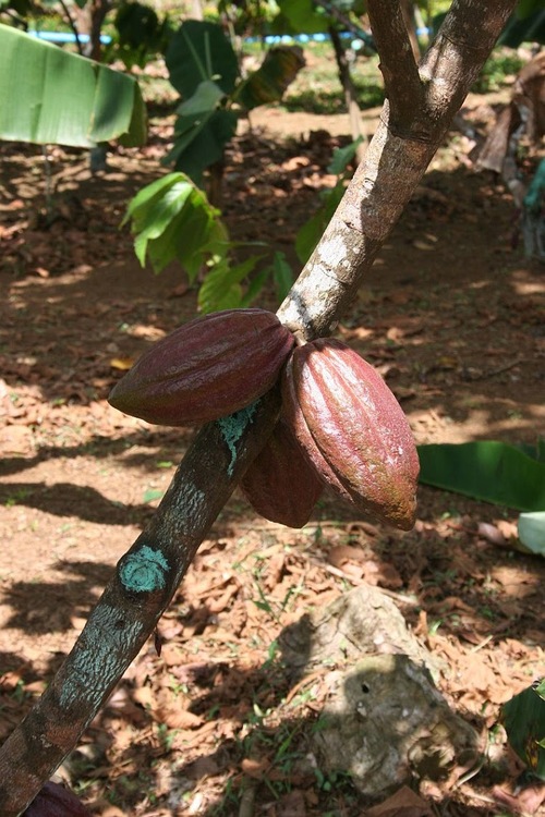 plantation de cacao;