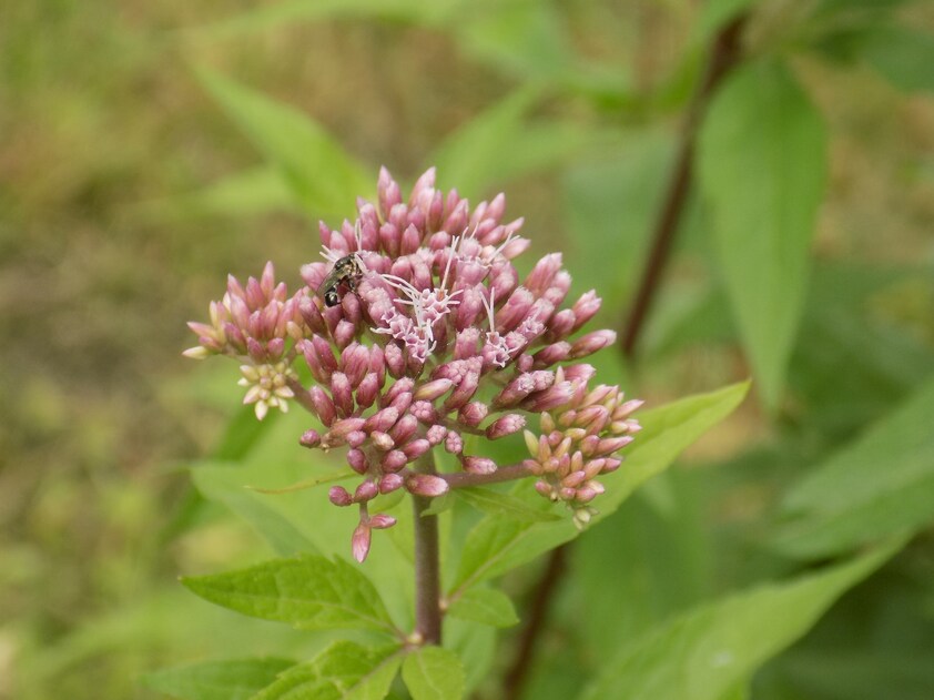 Les minuscules au jardin