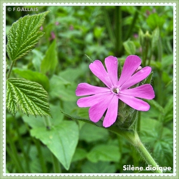 Silène dioïque-compagnon rouge-Silene dioica