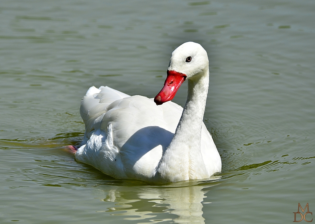 Cygne Coscoroba