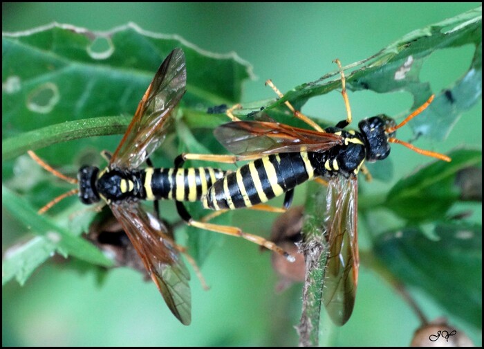 Tenthredo scrophulariae.