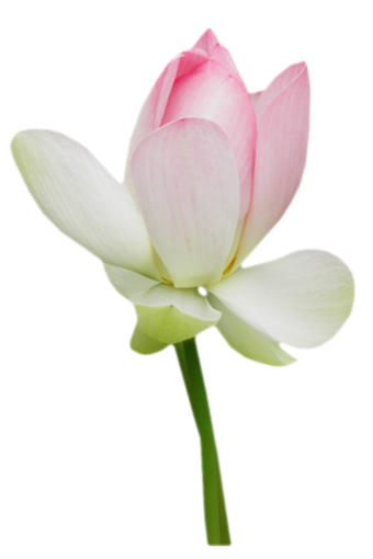 Tubes fleurs de Lotus