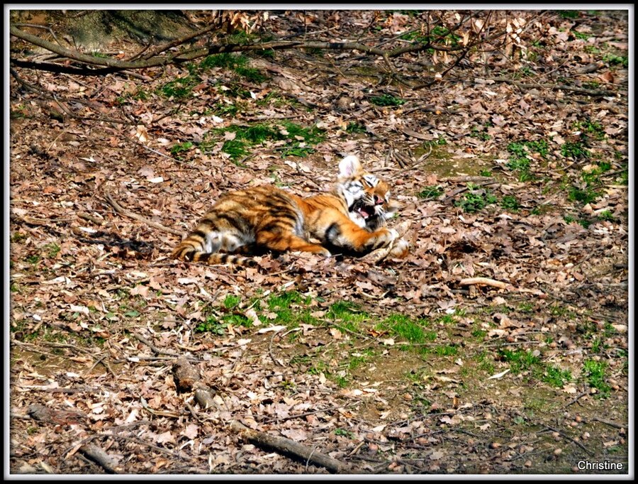 TIGRES.......FEMELLE ET SES PETITS