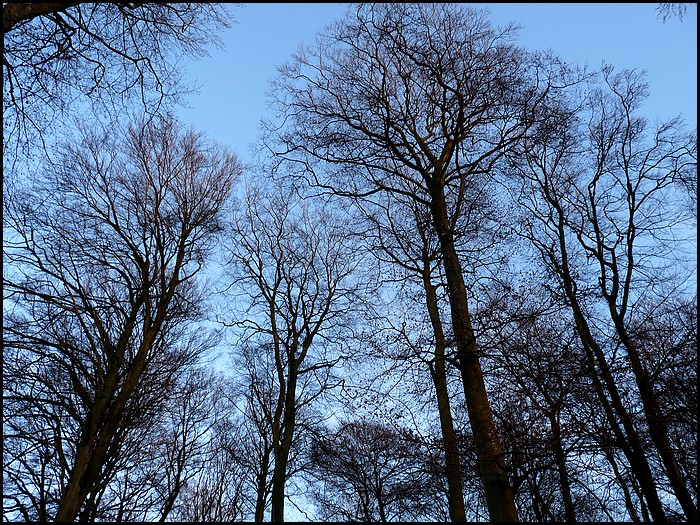 La forêt en janvier