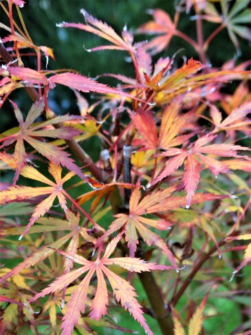 Acer Palmatum "Jerre Schwartz" au fil des saisons