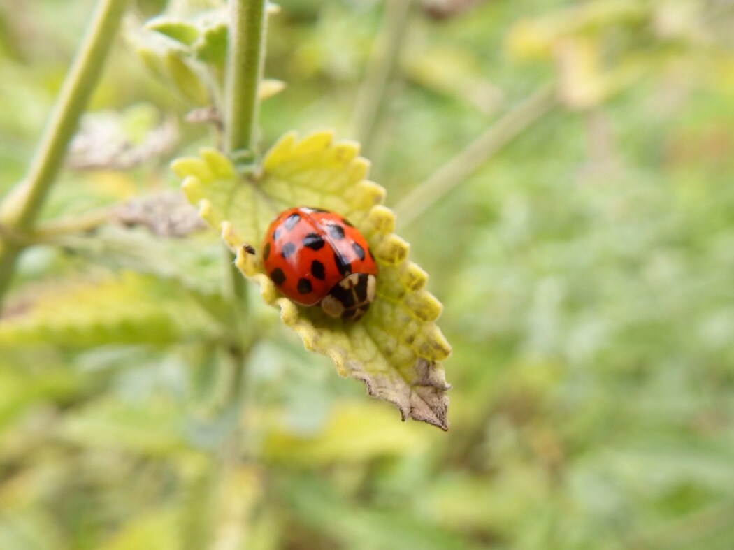 Une Coccinelle