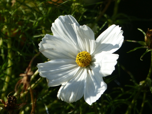 Les couleurs sont aussi au jardin 