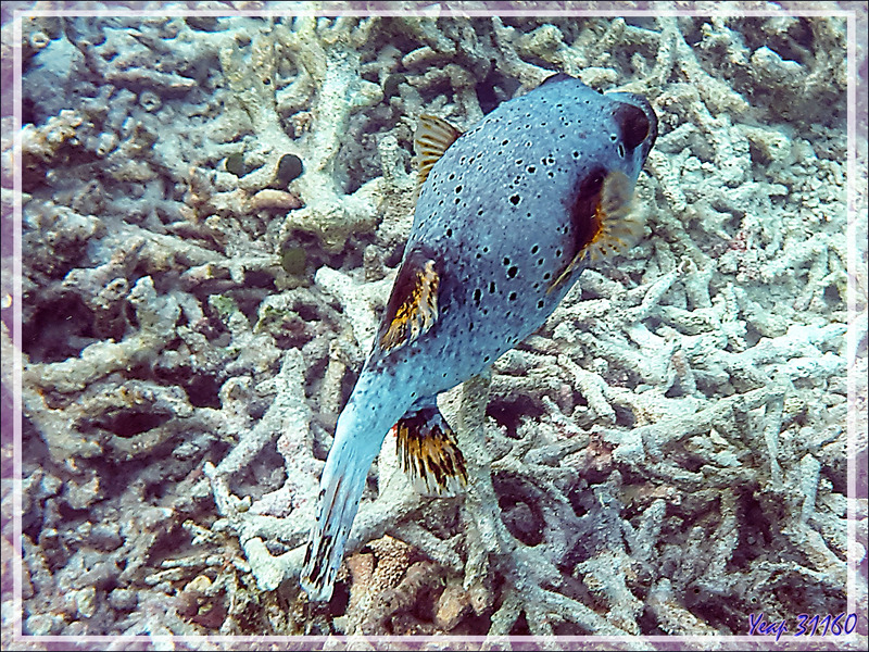 Poisson-ballon ou Tétrodon à taches noires, Blackspotted puffer (Arothron nigropunctatus) - Snorkeling à Moofushi - Atoll d'Ari - Maldives