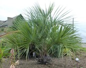 Butia odorata (ex capitata) - palmier abricot