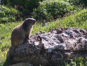 Marmotte - Savoie - Vanoise