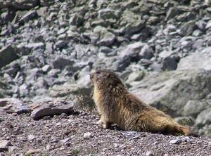 Marmotte - Savoie - Vanoise
