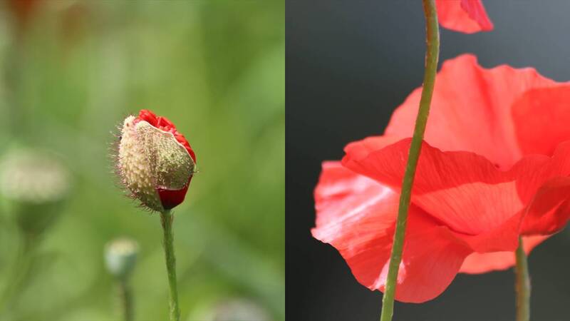 Rouge et Noir