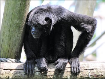 Singe-primate : Atèle noir de Colombie