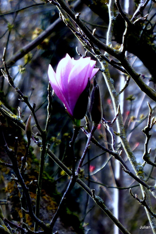 Le tulipier ouvre ses fleurs