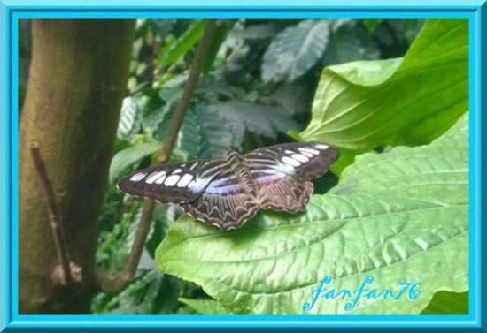                                                                                            D'autres photos de papillons