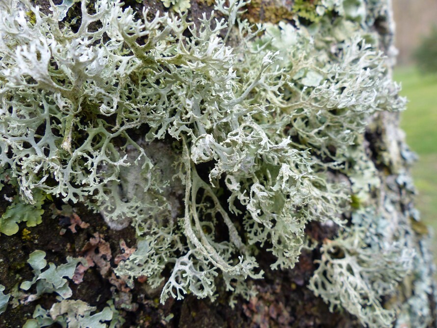 Champignons, mousse et lichen