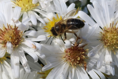 Les asters : un paradis pour les abeilles en cette saison de disette
