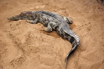 14 - Tomistoma schlegelii