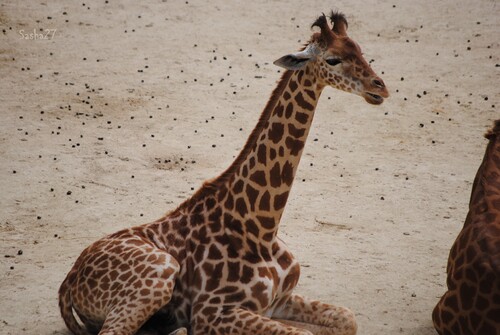 La girafe d'Afrique Centrale.