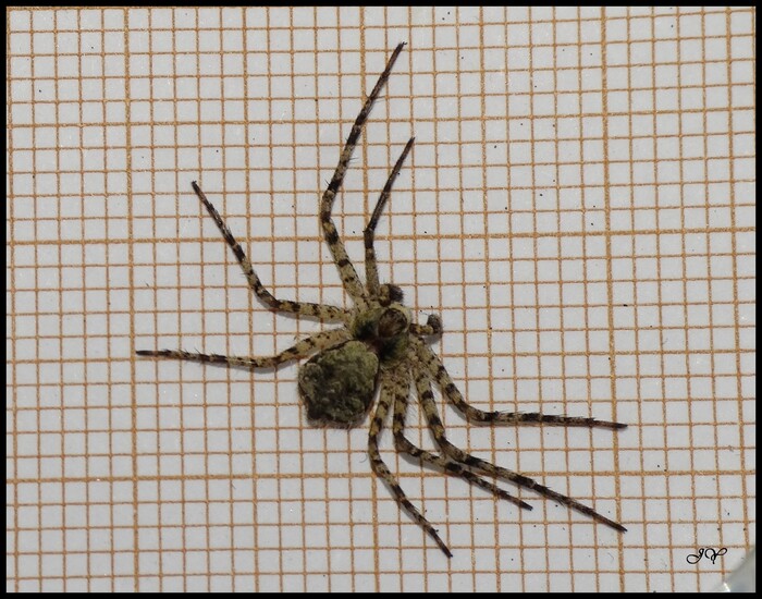 Philodromus margaritatus. 