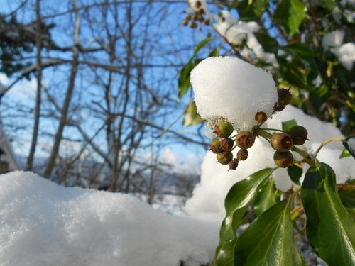branchages sans feuillage, baies de lierre sous la neige sur fond de ciel bleu