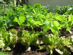 potager-juin10-salade