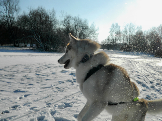 Concours de boule de neige