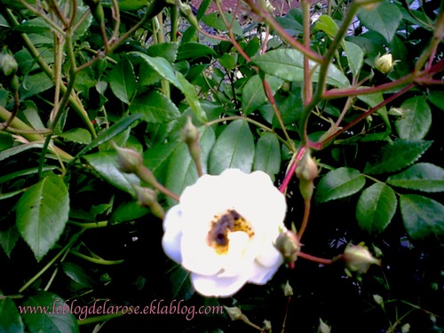 Abeille et rose/Rose and bee