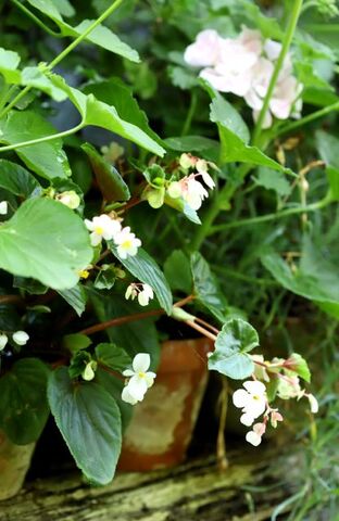 Bégonias et bégonias