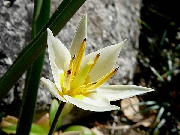 Tulipe botanique Turkestanica - Tulipa Turkestanica - Le Temps des Fleurs