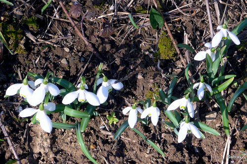 Perce neige : petite fleur blanche ...