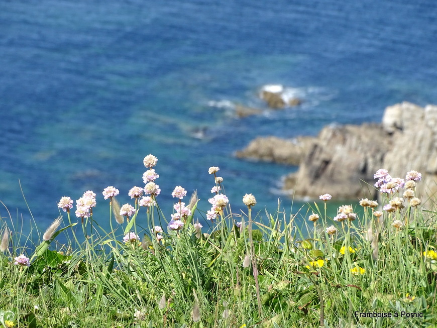 Le cap de la Chèvre - Finistere - Mai 2019