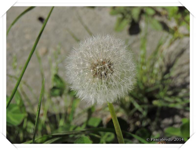 Quelques fleurs ...