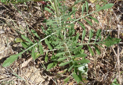 Scabiosa atropurpurea subsp. maritima - scabieuse maritime