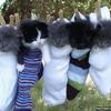 chatons-chaussette