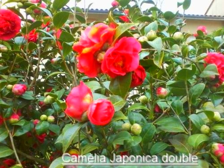 les camélias dans mon jardin,Nom commun masculin :  Camélia du Japon  Nom latin :  Camellia Japonica