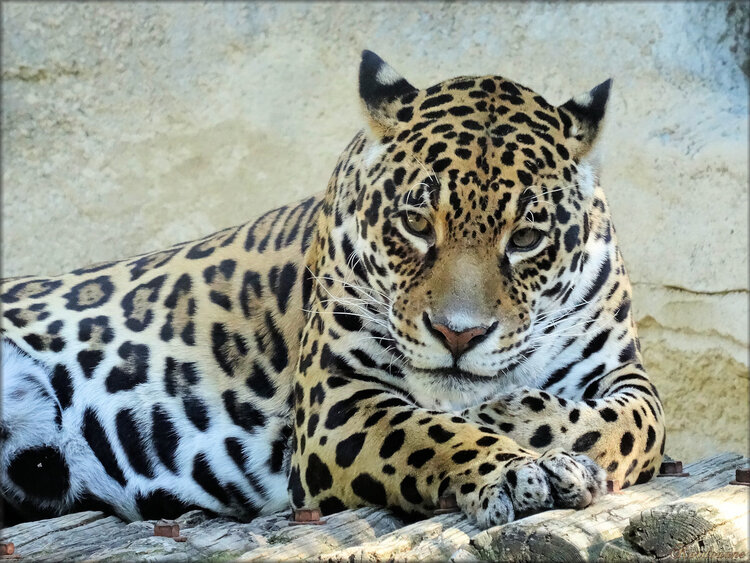 Photos de Jaguar (Zoo de la Palmyre)