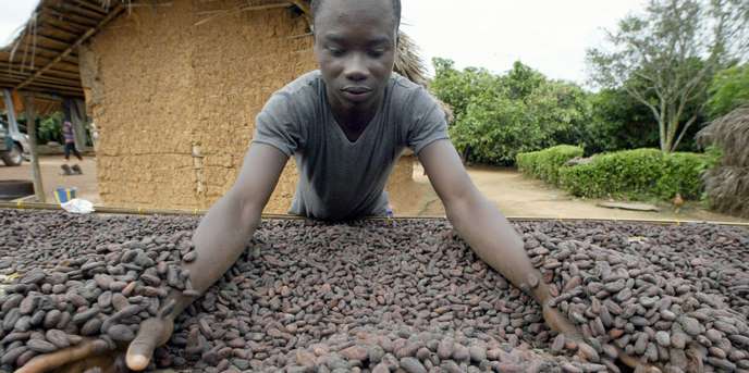 FÃ¨ves de cacao rÃ©coltÃ©es par des producteurs du village dâAkati, en CÃ´te dâIvoire.