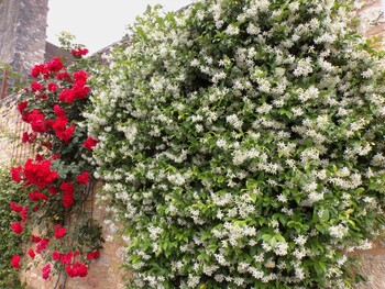 Au paradis des Roses et du Jasmin 