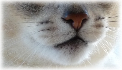 Moustaches à chats !!!!!