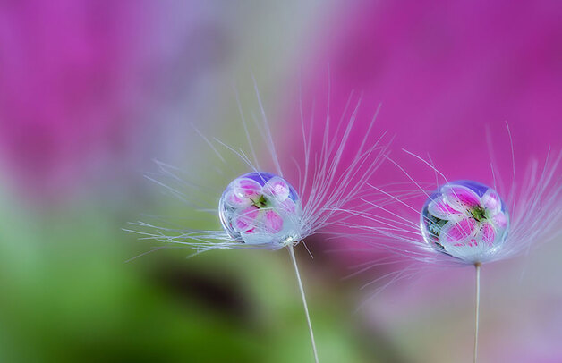 Miki Asai / photo macro 