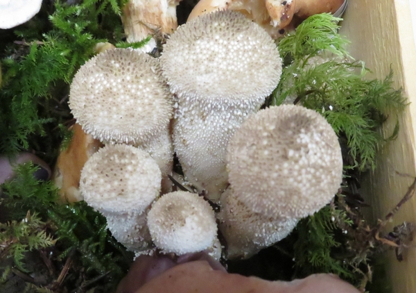 Les dernières espèces de  champignons récoltés en décembre 2022, par les membres de la Société Mycologique du Châtillonnais  ont été nombreux...
